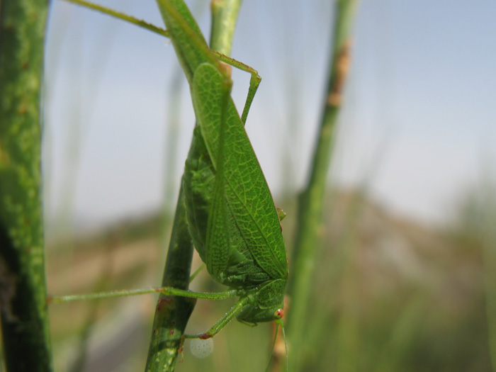 Phaneroptera sp.